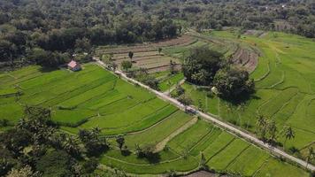Aerial view of rice field village in Indonesia