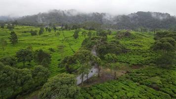 vista aérea de la plantación de té con bosque de niebla brumosa en bandung, indonesia