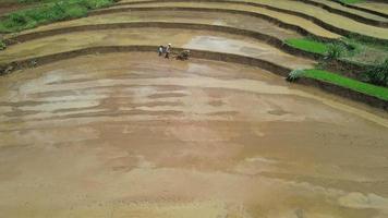 vista aérea do campo de arroz. agricultor cultivando campo de arroz em gunung kidul indonésia. produção de arroz. conceito de agricultura video