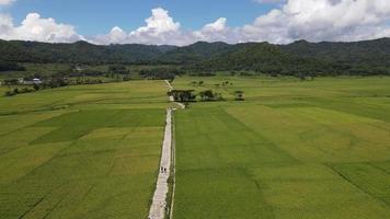 vista aérea del hermoso campo de arroz con carretera en yogyakarta, indonesia video