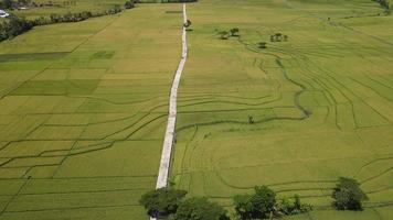 vista aérea del hermoso campo de arroz con carretera en yogyakarta, indonesia video