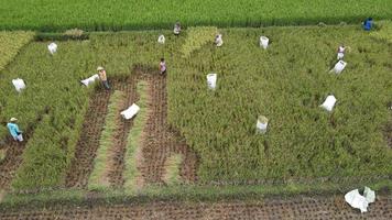 Aerial view of farmer harvest rice field together.