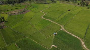 luchtfoto van rijstvelddorp in indonesië video