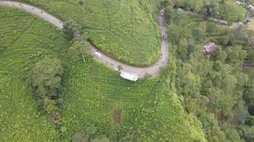 Aerial top view of road in center of tea plantation in Indonesia video