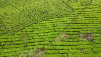 vista aérea de la plantación de té con bosque de niebla brumosa en bandung, indonesia video