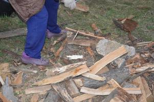 Collecting firewood after cutting for drying and heating the house photo
