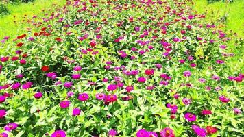 Drone video of flower field in a beautiful evening sunset. aerial view of flowers in summer evening day. camera movement