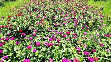 video de drones del campo de flores en una hermosa puesta de sol. vista aérea de las flores en el día de la tarde de verano. movimiento de cámara