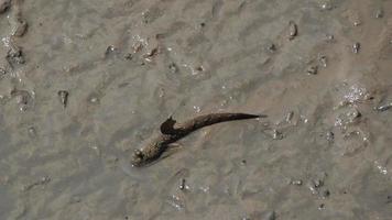 Mudskipper is a fish that lives on land, freshwater, brackish water and saltwater. It is considered a fish that helps maintain the balance of the ecosystem. video