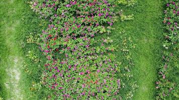 video de drones del campo de flores en una hermosa puesta de sol. vista aérea de las flores en el día de la tarde de verano. movimiento de cámara