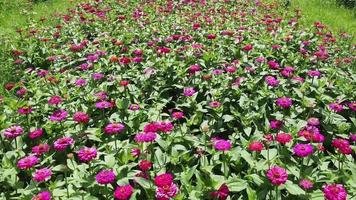 Drone video of flower field in a beautiful evening sunset. aerial view of flowers in summer evening day. camera movement