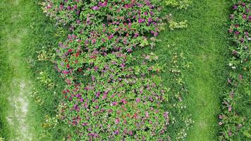 vídeo de drone de campo de flores em um belo pôr do sol à noite. vista aérea de flores em dia de noite de verão. movimento da câmera video