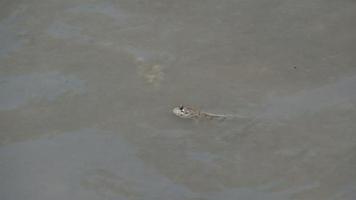 mudskipper tem um corpo cilíndrico. tem uma cabeça grande, dois olhos, grandes e salientes, com até 30 cm de comprimento. video