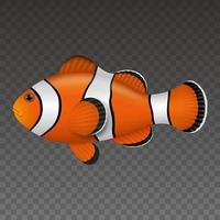 Clown Fish Vector Art, Icons, and Graphics for Free Download