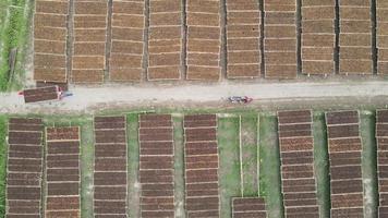 luchtfoto van traditionele drogende tabaksbladeren onder de zon in indonesië. video