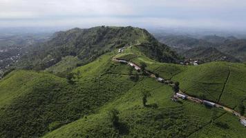 Aerial view of tea plantation in Kemuning, Indonesia with Lawu mountain background video