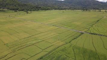 vista aérea do belo campo de arroz com estrada em yogyakarta, indonésia