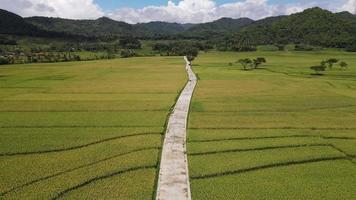 vue aérienne de la belle rizière avec route à yogyakarta, indonésie video