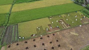 Aerial view of farmer harvest rice field together.