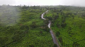 vista aérea de la plantación de té con bosque de niebla brumosa en bandung, indonesia