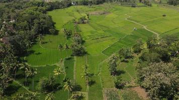 Flygfoto över risfältsbyn i Indonesien video