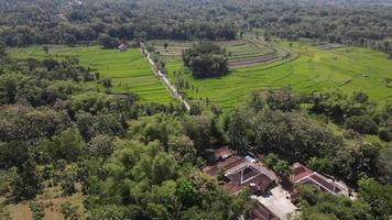 vista aérea del pueblo de campo de arroz en indonesia video