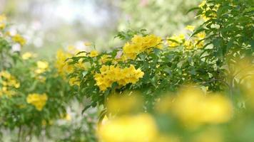 Nahaufnahme der gelben Blume im Garten video
