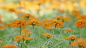 närbild av orange blomma i trädgården video