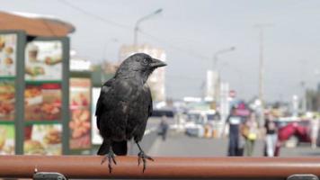 un cuervo negro se sienta en la barandilla de un restaurante callejero contra el fondo de la ciudad, defeca y mira la cámara. una urraca adulta defeca sola.