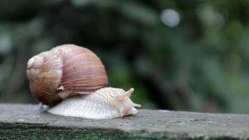 grote kruipende tuinslak met een gestreepte schelp. een groot wit weekdier met een bruin gestreepte schelp. zomerdag in de tuin. Bourgondische, Romeinse slak met onscherpe achtergrond. helix promatia. video