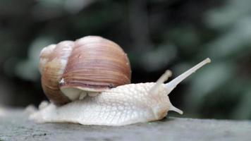 gran caracol de jardín rastrero con una concha rayada. un gran molusco blanco con una concha rayada de color marrón. día de verano en el jardín. Borgoña, caracol romano con fondo borroso. helix promatia. video