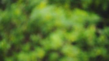 duvet de peuplier volant sur fond de forêt verte floue. video