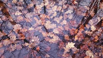 hojas de roble otoñales en agua con reflejo forestal. dramáticas imágenes de fondo de otoño. video