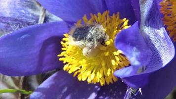 Hairy beetle collects pollen in a flower. video