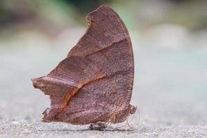 brown butterfly on the ground photo