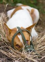 Dog muzzle the mouth on hay photo