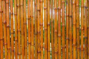 Many beautiful bamboo fence photo