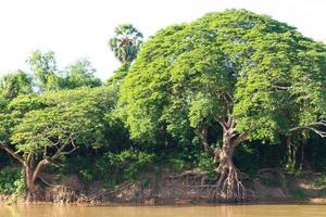 Coastal River Roots photo