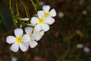 Many white frangipani. photo