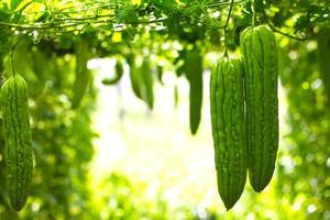 Bitter gourd in the garden photo