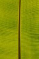 Background banana leaf photo