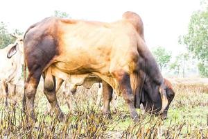 Brown cow pasture photo