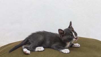 Thailand gray kitten photo