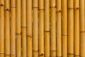 Bamboo fence, rain, wet photo