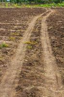 Plantaciones de banano sueltas en carretera foto