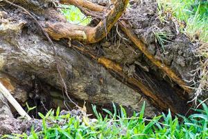 tronco de arbol de raiz foto