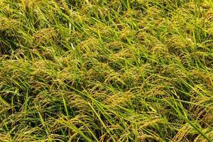 Yellow rice background photo