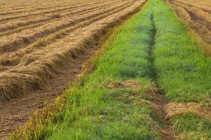 Road grass hay photo