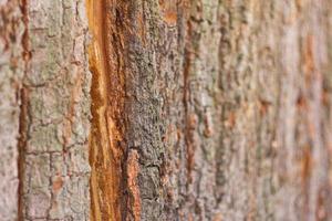 Wall fence bark photo