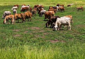 Livestock herds of cattle grazing photo